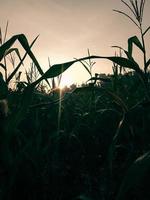 silueta de amanecer aciano en el jardín de maíz foto