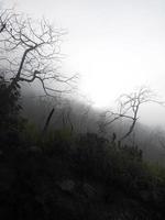 Dry tree branches with mist background and mystical feel photo