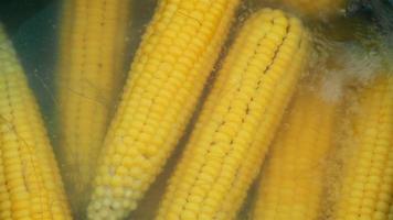 Cooking yellow sweet corn close-up video