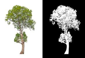 Tree on white picture background with clipping path, single tree with clipping path and alpha channel on black background photo