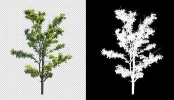 Tree on transparent picture background with clipping path, single tree with clipping path and alpha channel on black background photo