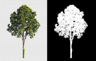 Tree on transparent picture background with clipping path, single tree with clipping path and alpha channel on black background photo