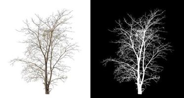 Dead tree on white picture background with clipping path, single tree with clipping path and alpha channel on black background photo