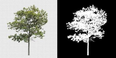 Tree on transparent picture background with clipping path, single tree with clipping path and alpha channel on black background photo