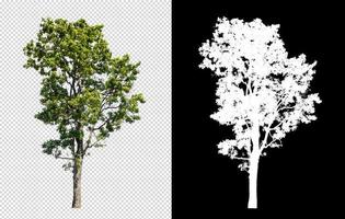 Tree on transparent picture background with clipping path, single tree with clipping path and alpha channel on black background photo