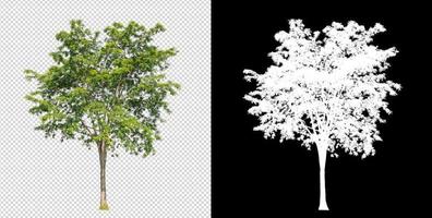 Tree on transparent picture background with clipping path, single tree with clipping path and alpha channel on black background photo