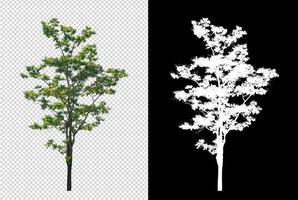 Tree on transparent picture background with clipping path, single tree with clipping path and alpha channel on black background photo