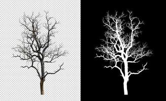 Dead tree on transparent picture background with clipping path, single tree with clipping path and alpha channel on black background photo