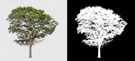 árbol sobre fondo de imagen transparente con ruta de recorte, árbol único con ruta de recorte y canal alfa sobre fondo negro foto