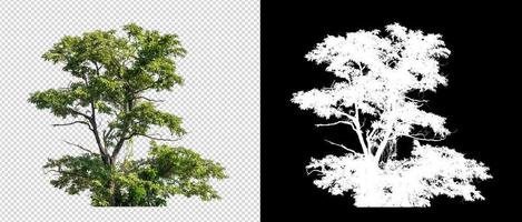 Shrubs isolated on transparent background with clipping path and alpha channel on black background photo