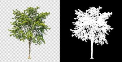 Tree on transparent picture background with clipping path, single tree with clipping path and alpha channel on black background photo