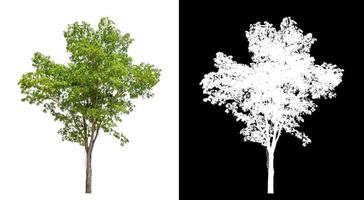 Tree on white picture background with clipping path, single tree with clipping path and alpha channel on black background photo