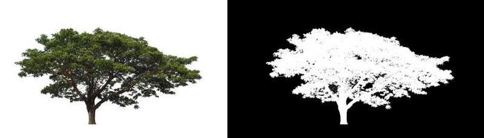 Tree on white picture background with clipping path, single tree with clipping path and alpha channel on black background photo