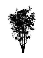 Tree silhouette for brush on white background photo