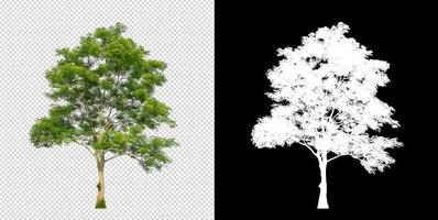 Tree on transparent picture background with clipping path, single tree with clipping path and alpha channel on black background photo