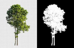 Tree on transparent picture background with clipping path, single tree with clipping path and alpha channel on black background photo