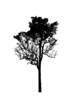 Tree silhouette for brush on white background photo