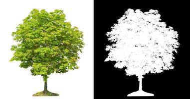 Tree on white picture background with clipping path, single tree with clipping path and alpha channel on black background photo