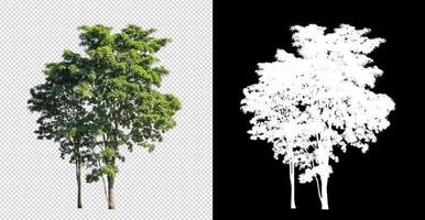 árbol sobre fondo de imagen transparente con ruta de recorte, árbol único con ruta de recorte y canal alfa sobre fondo negro foto