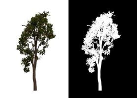 Tree on white picture background with clipping path, single tree with clipping path and alpha channel on black background photo