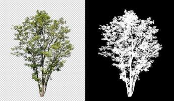 árbol sobre fondo de imagen transparente con ruta de recorte, árbol único con ruta de recorte y canal alfa sobre fondo negro foto