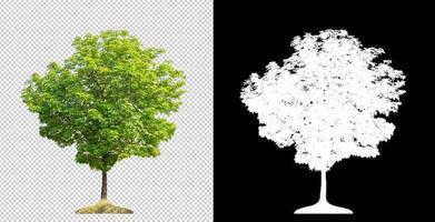 Tree on transparent picture background with clipping path, single tree with clipping path and alpha channel on black background photo