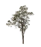 Tree that are isolated on a white background are suitable for both printing and web pages photo