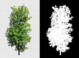 Tree on transparent picture background with clipping path, single tree with clipping path and alpha channel on black background photo