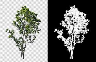 Tree on transparent picture background with clipping path, single tree with clipping path and alpha channel on black background photo