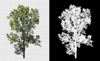 Tree on transparent picture background with clipping path, single tree with clipping path and alpha channel on black background photo