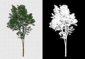 Tree on transparent picture background with clipping path, single tree with clipping path and alpha channel on black background photo