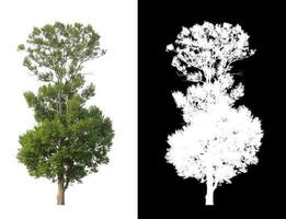 árbol sobre fondo de imagen blanca con ruta de recorte, árbol único con ruta de recorte y canal alfa sobre fondo negro foto