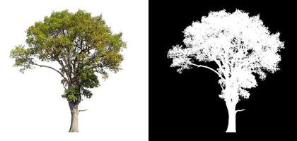 Tree on white picture background with clipping path, single tree with clipping path and alpha channel on black background photo