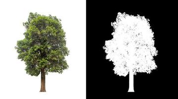 Tree on white picture background with clipping path, single tree with clipping path and alpha channel on black background photo