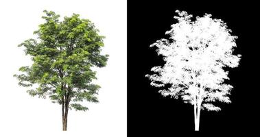 Tree on white picture background with clipping path, single tree with clipping path and alpha channel on black background photo