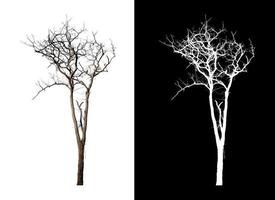 Dead tree on white picture background with clipping path, single tree with clipping path and alpha channel on black background photo