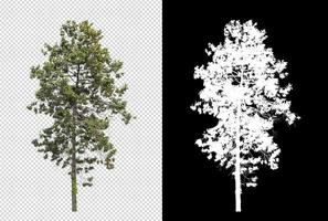 Tree on transparent picture background with clipping path, single tree with clipping path and alpha channel on black background photo