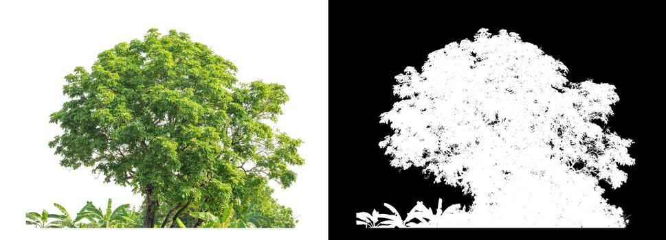 Tree on white picture background with clipping path, single tree with clipping path and alpha channel on black background photo