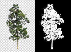 Tree on transparent picture background with clipping path, single tree with clipping path and alpha channel on black background photo