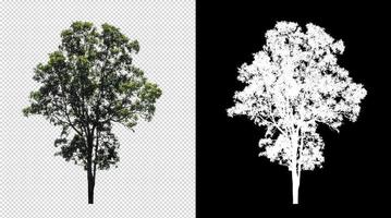 árbol sobre fondo de imagen transparente con ruta de recorte, árbol único con ruta de recorte y canal alfa sobre fondo negro foto