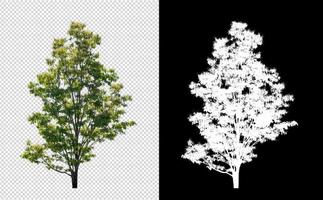 Tree on transparent picture background with clipping path, single tree with clipping path and alpha channel on black background photo