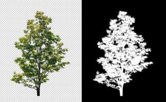 Tree on transparent picture background with clipping path, single tree with clipping path and alpha channel on black background photo