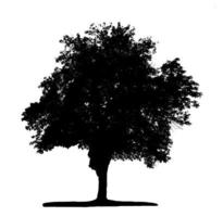 Tree silhouette for brush on white background photo