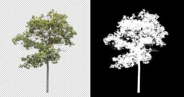 Tree on transparent picture background with clipping path, single tree with clipping path and alpha channel on black background photo