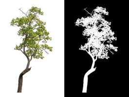 Tree on white picture background with clipping path, single tree with clipping path and alpha channel on black background photo