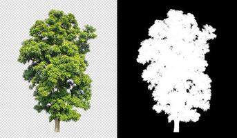 Tree on transparent picture background with clipping path, single tree with clipping path and alpha channel on black background photo