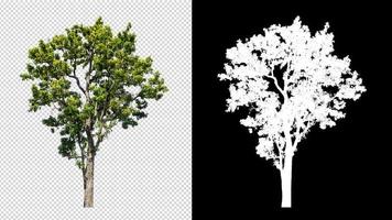 Tree on transparent picture background with clipping path, single tree with clipping path and alpha channel on black background photo