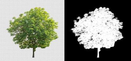 Tree on transparent picture background with clipping path, single tree with clipping path and alpha channel on black background photo