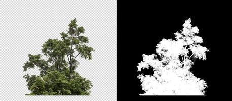 arbustos aislados en fondo transparente con trazado de recorte y canal alfa en fondo negro foto