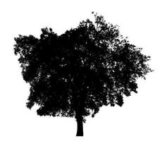 Tree silhouette for brush on white background photo